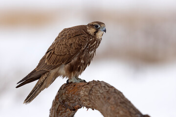 Raróg (Falco cherrug) © Grzegorz