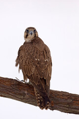 Raróg (Falco cherrug) © Grzegorz