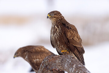 myszołów zwyczajny (Buteo buteo) © Grzegorz