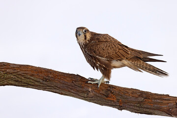 Raróg (Falco cherrug) © Grzegorz