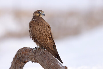 Raróg (Falco cherrug) © Grzegorz