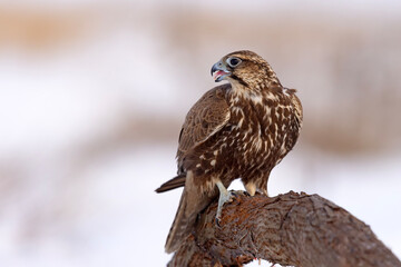 Raróg (Falco cherrug) © Grzegorz