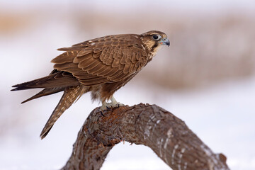 Raróg (Falco cherrug) © Grzegorz