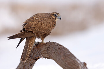 Raróg (Falco cherrug) © Grzegorz