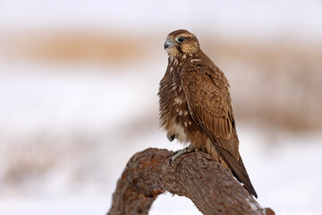 Raróg (Falco cherrug) © Grzegorz