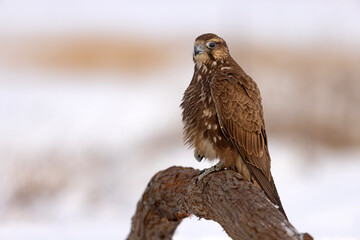 Raróg (Falco cherrug) © Grzegorz