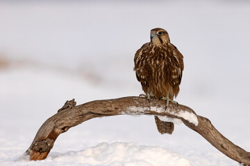 Raróg (Falco cherrug) © Grzegorz