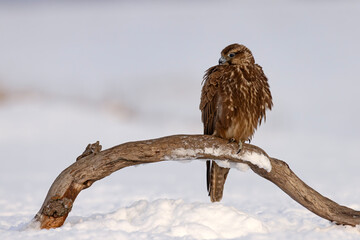 Raróg (Falco cherrug) © Grzegorz