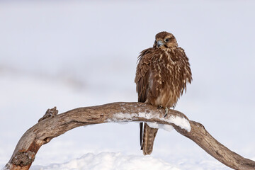 Raróg (Falco cherrug) © Grzegorz