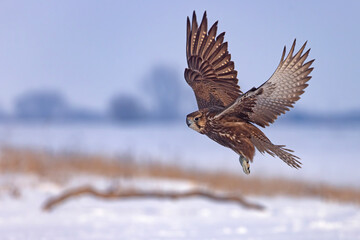 Raróg (Falco cherrug) © Grzegorz