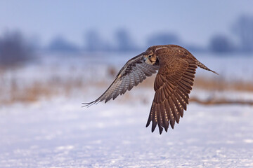 Raróg (Falco cherrug) © Grzegorz