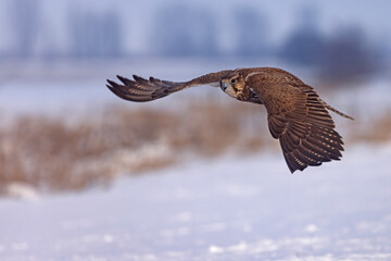 Raróg (Falco cherrug) © Grzegorz