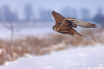 Raróg (Falco cherrug) © Grzegorz