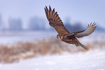 Raróg (Falco cherrug) © Grzegorz