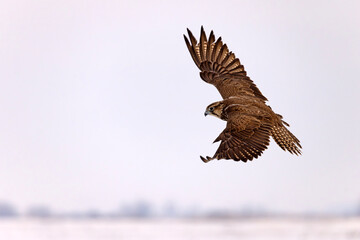 Raróg (Falco cherrug) © Grzegorz