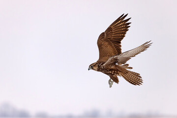 Raróg (Falco cherrug) © Grzegorz