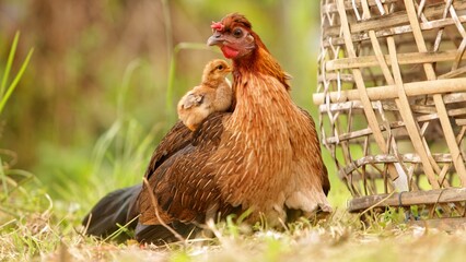 Brown chickens on traditional poultry farm with hem © Lukas Gojda