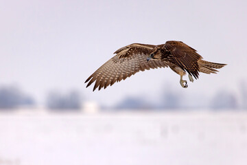 Raróg (Falco cherrug) © Grzegorz