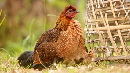 Brown chickens on traditional poultry farm with hem © Lukas Gojda