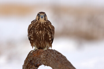 Raróg (Falco cherrug) © Grzegorz