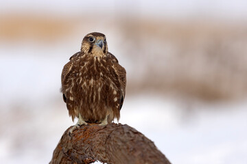 Raróg (Falco cherrug) © Grzegorz