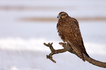 Raróg (Falco cherrug) © Grzegorz