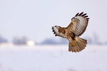 myszołów zwyczajny (Buteo buteo) © Grzegorz