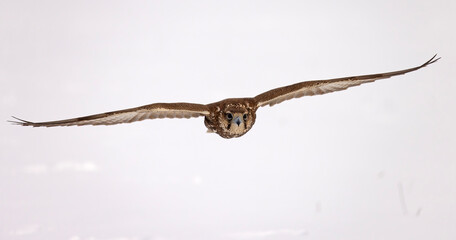 Raróg (Falco cherrug) © Grzegorz