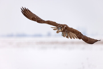 Raróg (Falco cherrug) © Grzegorz