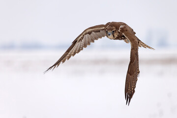 Raróg (Falco cherrug) © Grzegorz