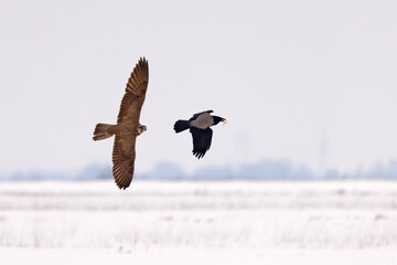 Raróg (Falco cherrug) © Grzegorz