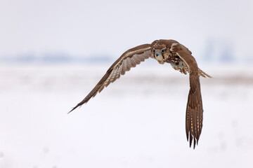 Raróg (Falco cherrug) © Grzegorz