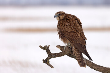 Raróg (Falco cherrug) © Grzegorz