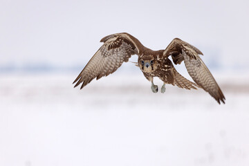 Raróg (Falco cherrug) © Grzegorz