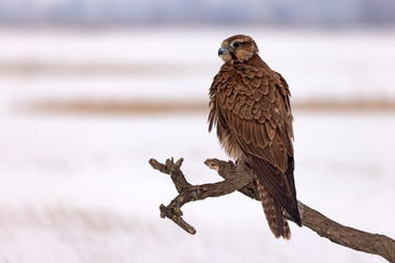 Raróg (Falco cherrug) © Grzegorz