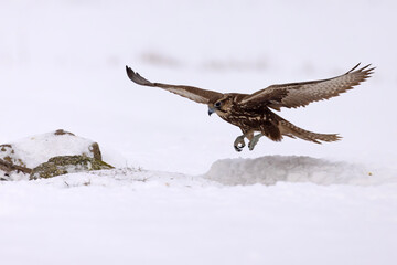 Raróg (Falco cherrug) © Grzegorz