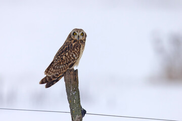 uszatka błotna (Asio flammeus) © Grzegorz