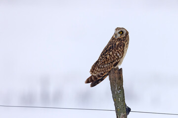 uszatka błotna (Asio flammeus) © Grzegorz