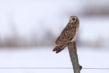 uszatka błotna (Asio flammeus) © Grzegorz