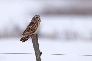 uszatka błotna (Asio flammeus) © Grzegorz