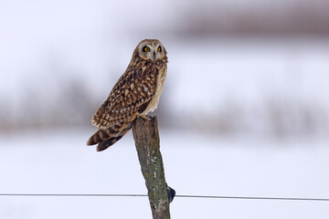 uszatka błotna (Asio flammeus) © Grzegorz
