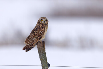 uszatka błotna (Asio flammeus) © Grzegorz