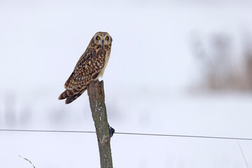 uszatka błotna (Asio flammeus) © Grzegorz