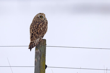 uszatka błotna (Asio flammeus) © Grzegorz