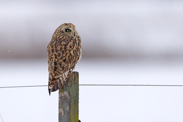 uszatka błotna (Asio flammeus) © Grzegorz