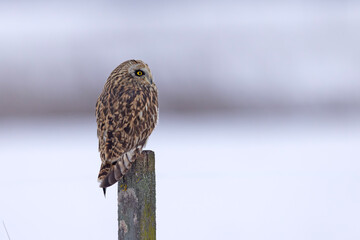 uszatka błotna (Asio flammeus) © Grzegorz