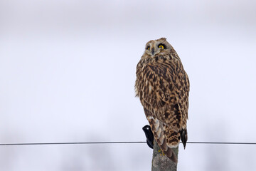uszatka błotna (Asio flammeus) © Grzegorz