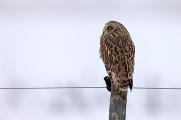 uszatka błotna (Asio flammeus) © Grzegorz