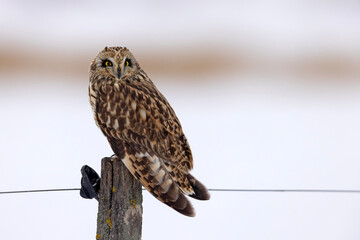 uszatka błotna (Asio flammeus) © Grzegorz