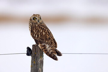 uszatka błotna (Asio flammeus) © Grzegorz